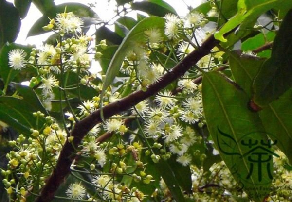 Cleistocalyx Operculatus, Syzygium Operculatum Seed 300 PCS, Shuiweng - Image 5