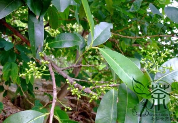 Cleistocalyx Operculatus, Syzygium Operculatum Seed 300 PCS, Shuiweng - Image 6