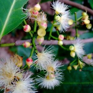 Cleistocalyx Operculatus, Syzygium Operculatum Seed 300 PCS, Shuiweng