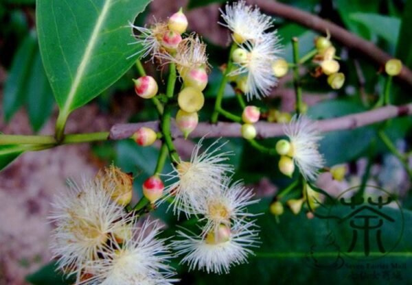 Cleistocalyx Operculatus, Syzygium Operculatum Seed 300 PCS, Shuiweng