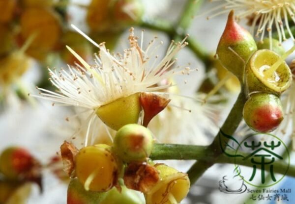 Cleistocalyx Operculatus, Syzygium Operculatum Seed 300 PCS, Shuiweng - Image 7