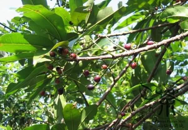 Cleistocalyx Operculatus, Syzygium Operculatum Seed 300 PCS, Shuiweng - Image 8