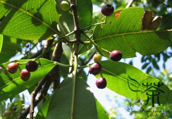 Cleistocalyx Operculatus, Syzygium Operculatum Seed 300 PCS, Shuiweng - Image 9