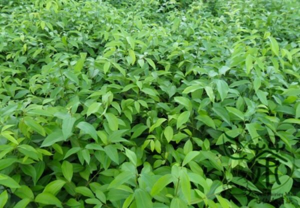 Cinnamomum Pedunculatum, Japanese Cinnamon Seed 500 PCS, Tianzhugui