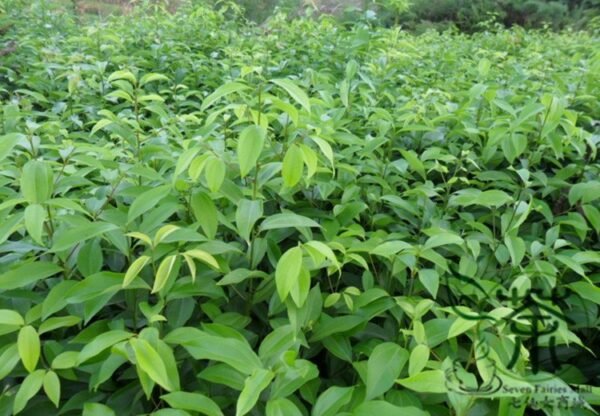 Cinnamomum Pedunculatum, Japanese Cinnamon Seed 500 PCS, Tianzhugui - Image 3