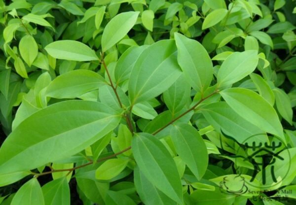 Cinnamomum Pedunculatum, Japanese Cinnamon Seed 500 PCS, Tianzhugui - Image 4