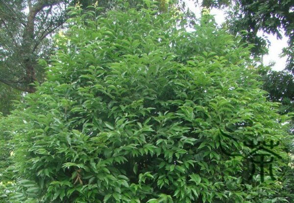 Cinnamomum Pedunculatum, Japanese Cinnamon Seed 500 PCS, Tianzhugui - Image 7