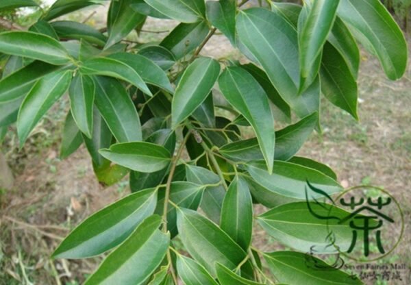 Cinnamomum Pedunculatum, Japanese Cinnamon Seed 500 PCS, Tianzhugui - Image 8