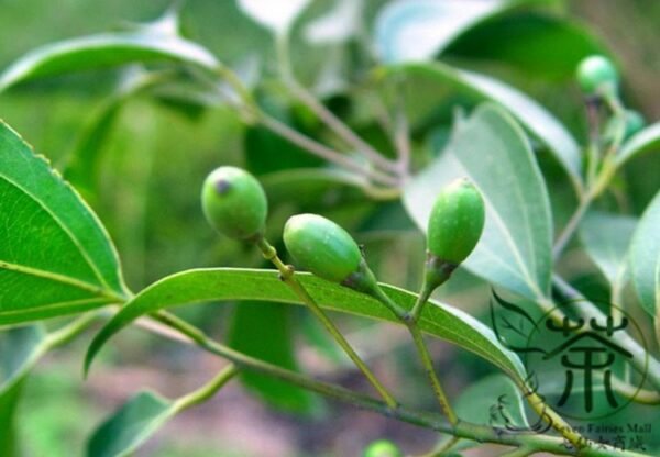 Cinnamomum Pedunculatum, Japanese Cinnamon Seed 500 PCS, Tianzhugui - Image 9