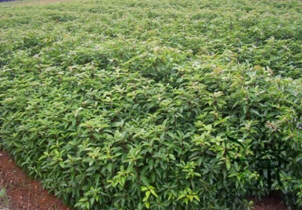 Cinnamomum Camphora, Camphor Tree Seed 500 PCS, Tree Seeds Xiangzhang