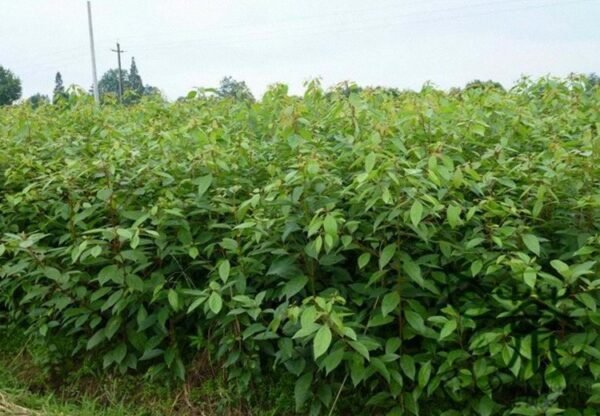 Cinnamomum Camphora, Camphor Tree Seed 500 PCS, Tree Seeds Xiangzhang - Image 4