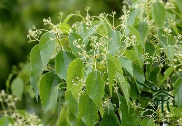 Cinnamomum Camphora, Camphor Tree Seed 500 PCS, Tree Seeds Xiangzhang - Image 6