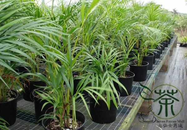 Chrysalidocarpus Lutescens, Dypsis Lutescens Seed 100 PCS, Sanweikui