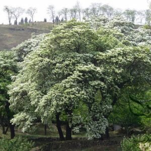 Chionanthus Retusus, Chinese Fringetree Seed 100 PCS, Tree Seeds Liusushu