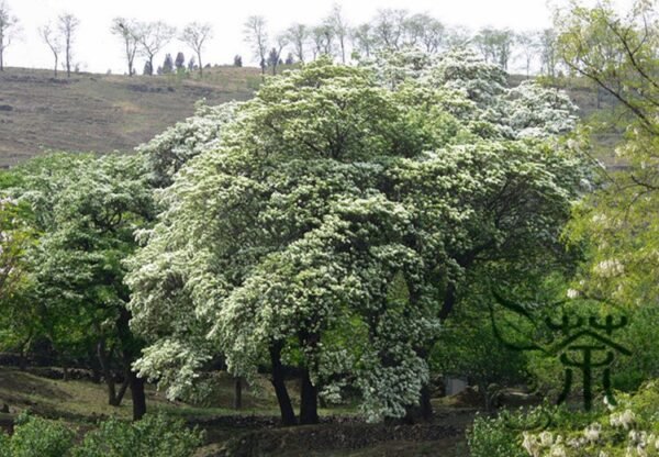 Chionanthus Retusus, Chinese Fringetree Seed 100 PCS, Tree Seeds Liusushu