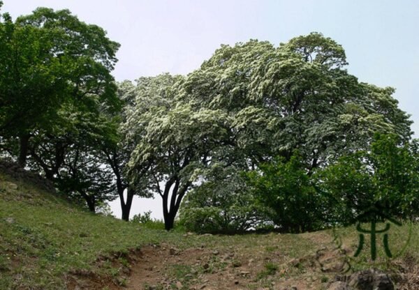 Chionanthus Retusus, Chinese Fringetree Seed 50 PCS, Tree Seeds Liusushu - Image 3