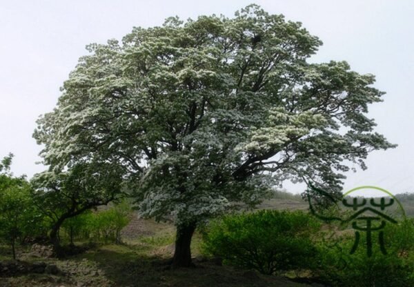 Chionanthus Retusus, Chinese Fringetree Seed 50 PCS, Tree Seeds Liusushu - Image 4