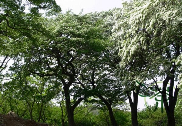 Chionanthus Retusus, Chinese Fringetree Seed 50 PCS, Tree Seeds Liusushu - Image 5