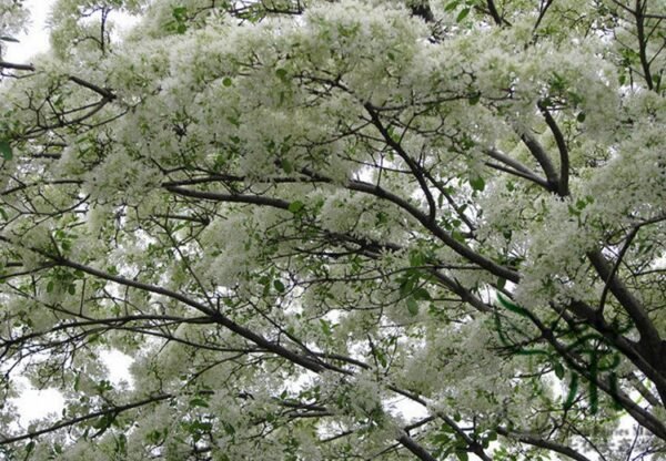 Chionanthus Retusus, Chinese Fringetree Seed 50 PCS, Tree Seeds Liusushu - Image 6