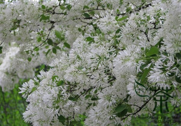 Chionanthus Retusus, Chinese Fringetree Seed 50 PCS, Tree Seeds Liusushu - Image 7