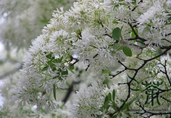 Chionanthus Retusus, Chinese Fringetree Seed 50 PCS, Tree Seeds Liusushu - Image 8