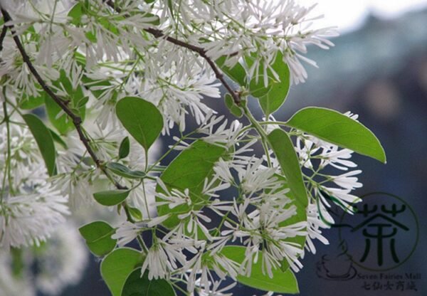 Chionanthus Retusus, Chinese Fringetree Seed 50 PCS, Tree Seeds Liusushu - Image 9