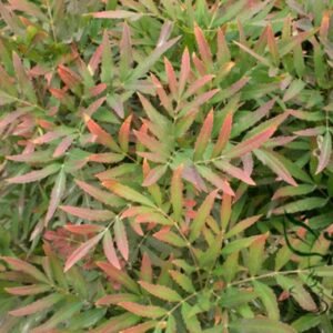 Chinese Mahonia, Mahonia Fortunei Seed 500 PCS, Shida Gonglao