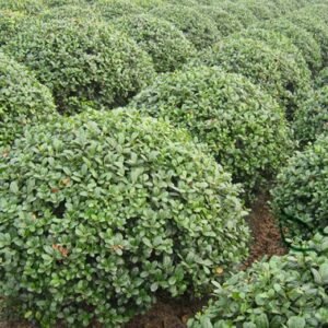 Chinese Holly, Ilex Cornuta Seed 500 PCS, Horned Holly Gougu