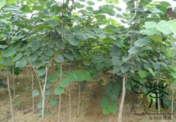 Cercis Gigantea, Cercis Glabra Seed 1000 PCS, Giant Redbud Hubei Zijing - Image 4