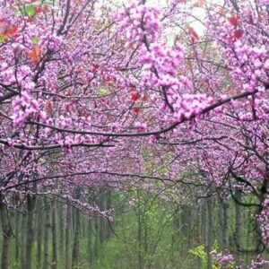 Cercis Gigantea, Cercis Glabra Seed 1000 PCS, Giant Redbud Hubei Zijing