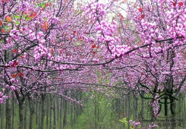 Cercis Gigantea, Cercis Glabra Seed 1000 PCS, Giant Redbud Hubei Zijing