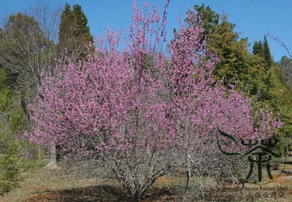 Cercis Gigantea, Cercis Glabra Seed 1000 PCS, Giant Redbud Hubei Zijing - Image 9