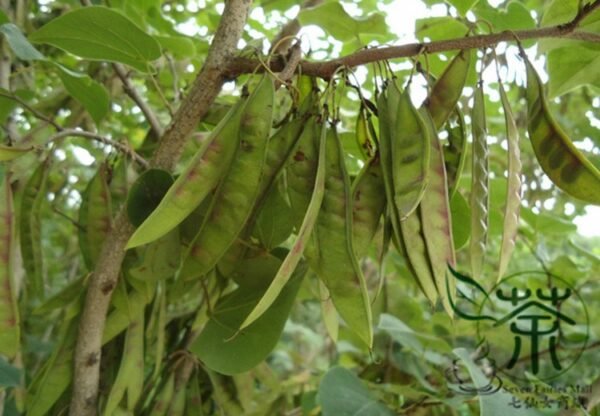 Cercis Chinensis, Chinese Redbud Seed 1000 PCS, Tree Seeds Zijing - Image 5