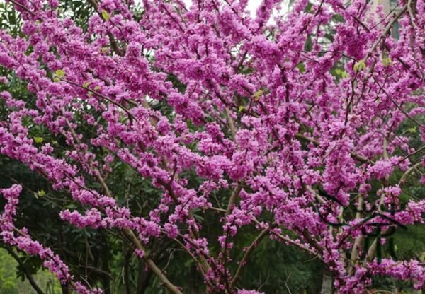 Cercis Chinensis, Chinese Redbud Seed 1000 PCS, Tree Seeds Zijing - Image 7