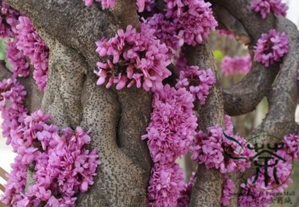 Cercis Chinensis, Chinese Redbud Seed 1000 PCS, Tree Seeds Zijing - Image 8