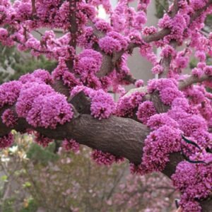 Cercis Chinensis, Chinese Redbud Seed 1000 PCS, Tree Seeds Zijing