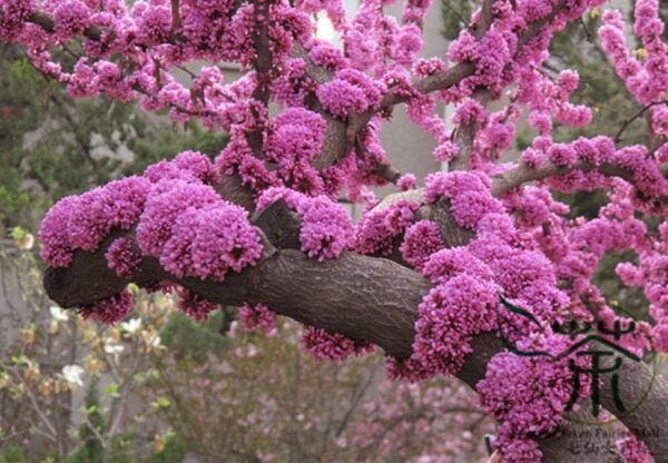 Cercis Chinensis, Chinese Redbud Seed 1000 PCS, Tree Seeds Zijing