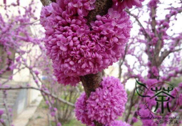 Cercis Chinensis, Chinese Redbud Seed 1000 PCS, Tree Seeds Zijing - Image 9