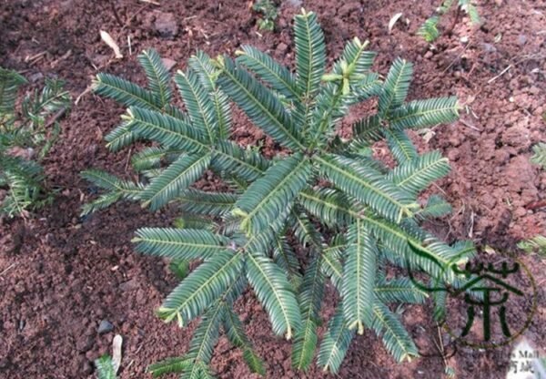 Cephalotaxus Fortunei, Chinese plum-yew Seed 50 PCS, Tree Seeds Sanjianshan