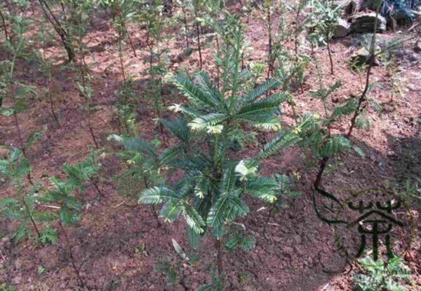 Cephalotaxus Fortunei, Chinese plum-yew Seed 50 PCS, Tree Seeds Sanjianshan - Image 3