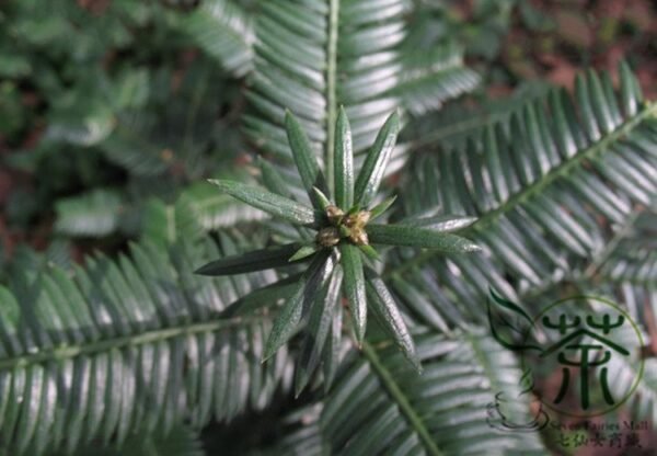 Cephalotaxus Fortunei, Chinese plum-yew Seed 50 PCS, Tree Seeds Sanjianshan - Image 4