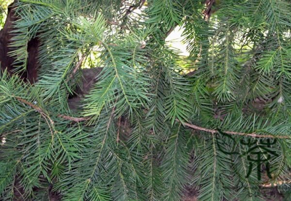 Cephalotaxus Fortunei, Chinese plum-yew Seed 50 PCS, Tree Seeds Sanjianshan - Image 6