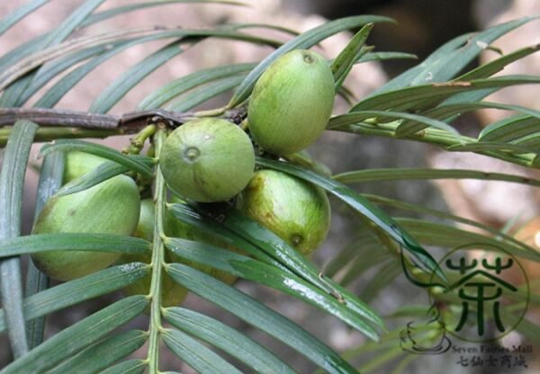 Cephalotaxus Fortunei, Chinese plum-yew Seed 50 PCS, Tree Seeds Sanjianshan - Image 7