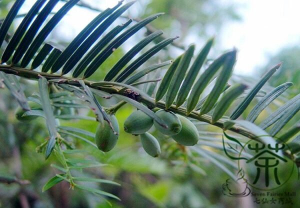 Cephalotaxus Fortunei, Chinese plum-yew Seed 50 PCS, Tree Seeds Sanjianshan - Image 8