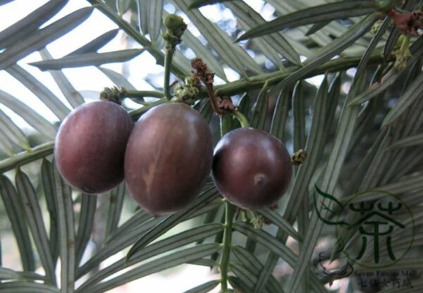 Cephalotaxus Fortunei, Chinese plum-yew Seed 50 PCS, Tree Seeds Sanjianshan - Image 9