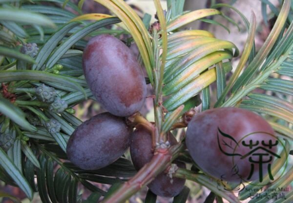 Cephalotaxus Fortunei, Chinese plum-yew Seed 50 PCS, Tree Seeds Sanjianshan