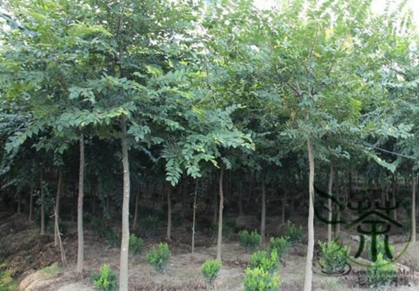 Celtis Sinensis, Chinese Hackberry Seed 500 PCS, Tree Seeds Shapo - Image 3