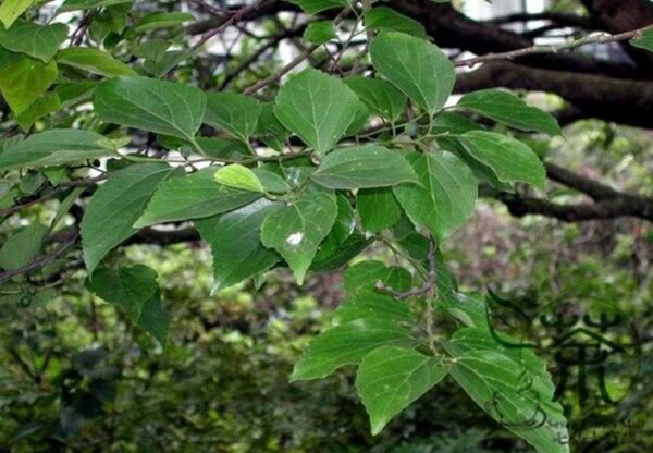 Celtis Sinensis, Chinese Hackberry Seed 500 PCS, Tree Seeds Shapo - Image 4