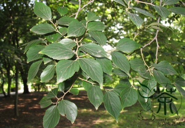 Celtis Sinensis, Chinese Hackberry Seed 500 PCS, Tree Seeds Shapo - Image 5