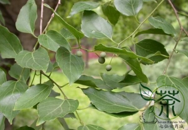 Celtis Sinensis, Chinese Hackberry Seed 500 PCS, Tree Seeds Shapo - Image 6